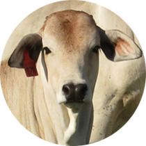vaca